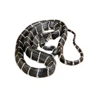 Mangrove Snake | Snakes names in English