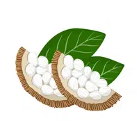 Marang Fruit Name in English