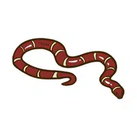Milk Snake | Snakes names in English