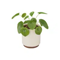Money Plant Indoor Plant name in English