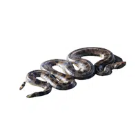 Mud Snake | Snakes names in English