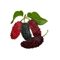 Mulberry Fruit Name in English