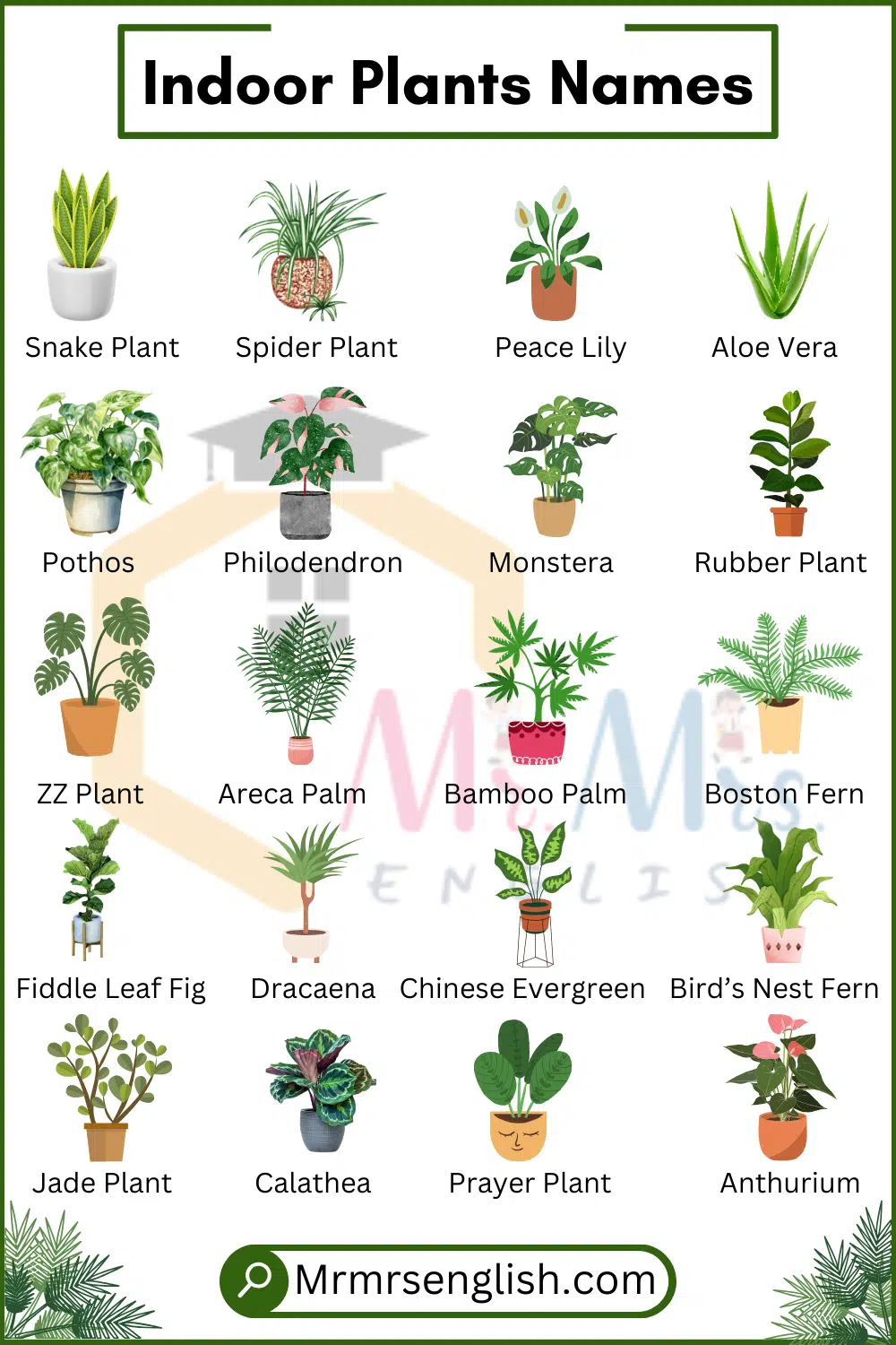 Names of Indoor Plants and Pictures