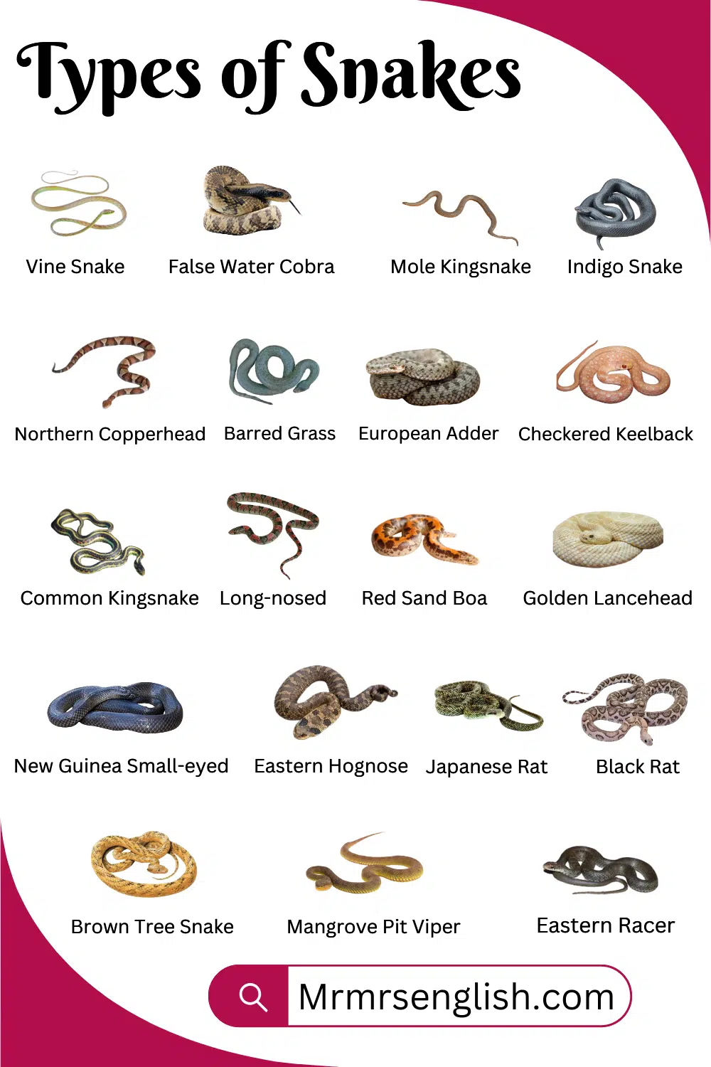 Names of Snakes and Pictures