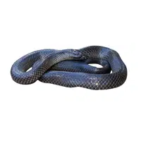 New Guinea Small-eyed Snake | Snakes names in English