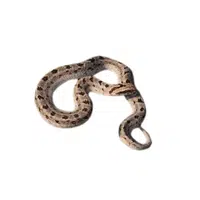 Night Adder | Snakes names in English