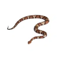 Northern Copperhead | Snakes names in English