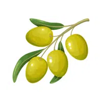 Olive Fruit Name in English
