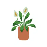 Peace Lily Indoor Plant name in English