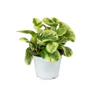 Peperomia Indoor Plant name in English