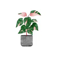 Philodendron Indoor Plant name in English