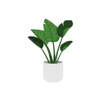 Plant | Basic Vocabulary Words for Kids