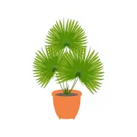 Ponytail Palm | Indoor Plants names in English