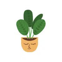 Prayer Plant | Indoor Plants names in English