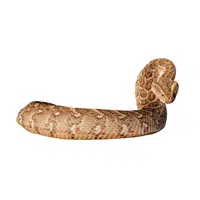 Puff Adder | Snakes names in English