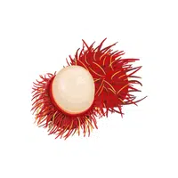 Rambutan | Fruits Names in English