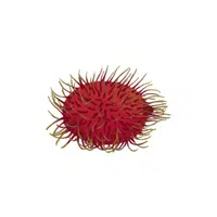 Rambutan red fruit Name in English