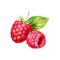 Raspberry | Fruits Names in English