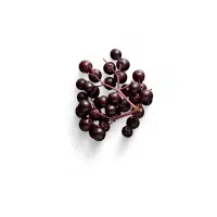 Red Elderberry fruit Name in English