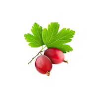 Red Gooseberry | Red Fruits Names in English