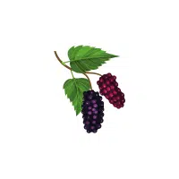 Red Mulberry | Red Fruits Names in English