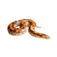 Red Sand Boa | Snakes names in English