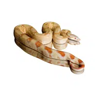 Red-tailed Boa | Snakes names in English