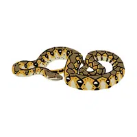 Reticulated Python | Snakes names in English