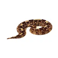Rhinoceros Viper | Snakes names in English