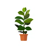Rubber Plant | Indoor Plants names in English