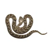 Saw-scaled Viper | Snakes names in English
