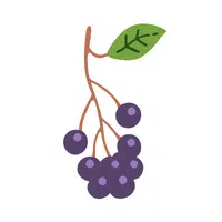 Serviceberry | Fruits Names in English