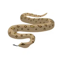 Sidewinder Rattlesnake | Snakes names in English