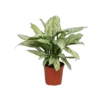 Silver Queen Plant | Indoor Plants names in English
