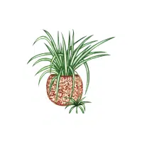 Spider Plant | Indoor Plants names in English