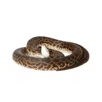 Spotted Python | Snakes names in English