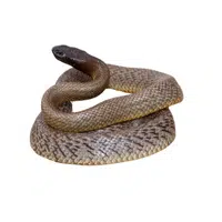 Taipan | Snakes names in English