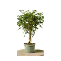 Umbrella plant | Indoor Plants names in English