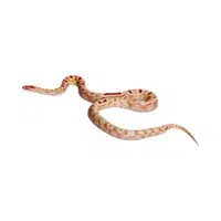 Water Snake | Snakes names in English