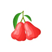 Wax Apple (Java Apple) | Red Fruits Names in English