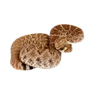 Western Diamondback Rattlesnake | Snakes names in English