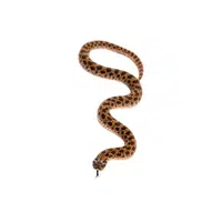 Western Hognose Snake | Snakes names in English