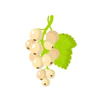 Whitecurrant | Fruits Names in English