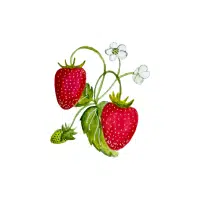 Wild Strawberry | Red Fruits Names in English