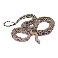 Yellow Rat Snake | Snakes names in English