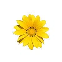 Yellow | Basic Vocabulary Words for Kids