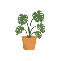 ZZ Plant | Indoor Plants names in English