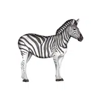 Zebra | Basic Vocabulary Words for Kids
