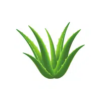 Aloe Thing that Start with A