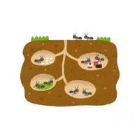 Ant farm Thing that Start with A 